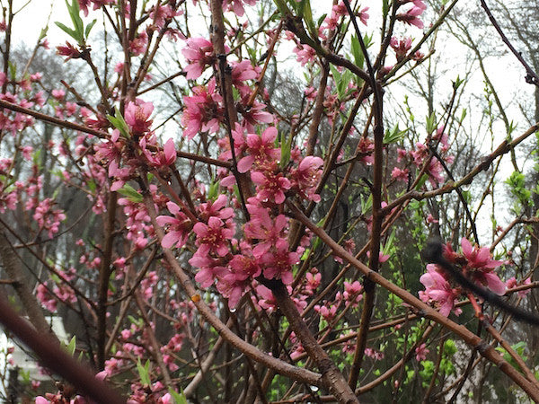 Galaxy Peach Tree