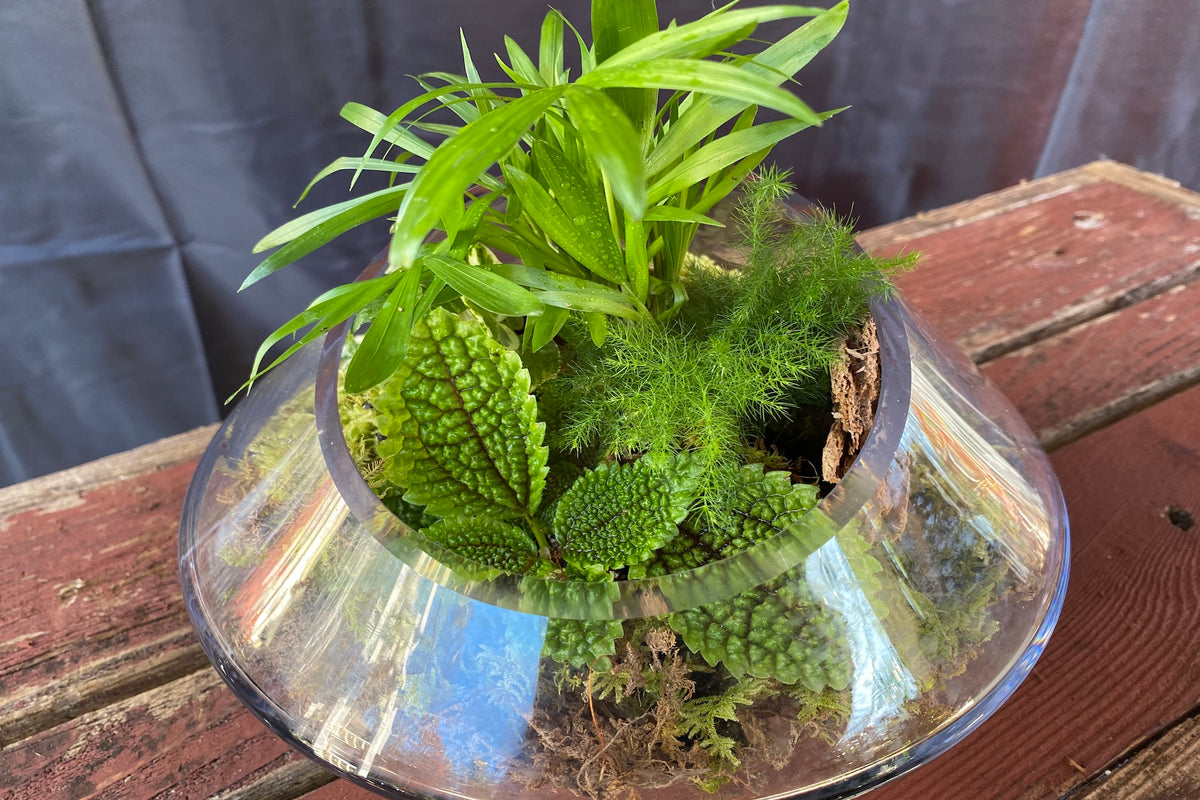 Plant Gifts  Rustic Crystal Moss Terrarium - Blooms New Jersey