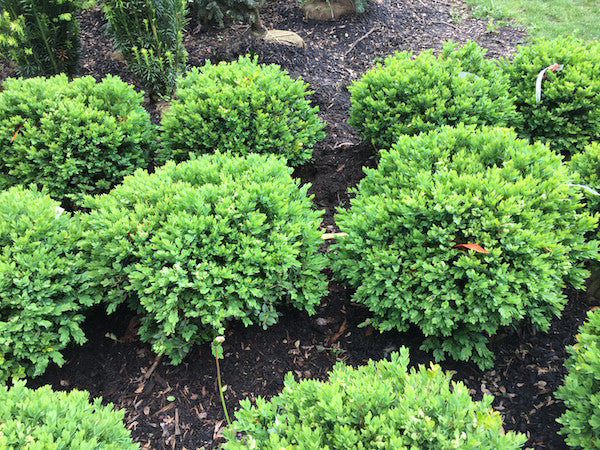 Buxus 'Green Velvet'