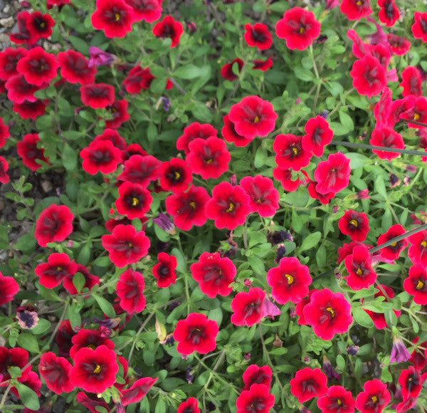 Calibrachoa (Million Bells)