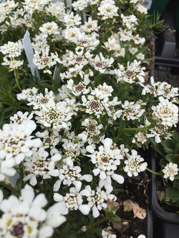 Iberis sempervirens (Candytuft)