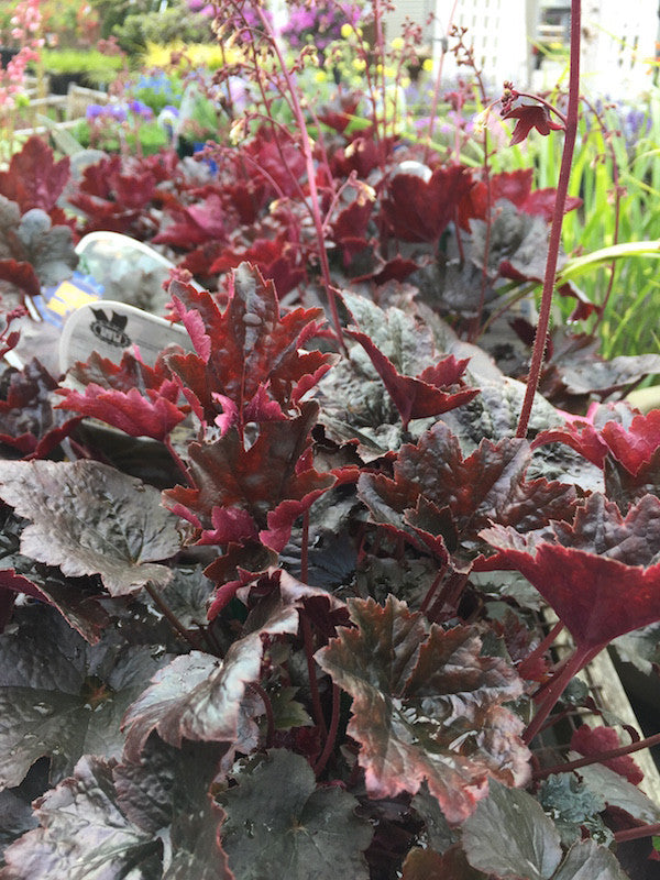 Heuchera x villosa (Carnival Black Olive Coral Bells)