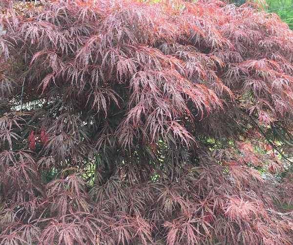 Acer palmatum dissectum 'Crimson Queen' (Japanese Maple)