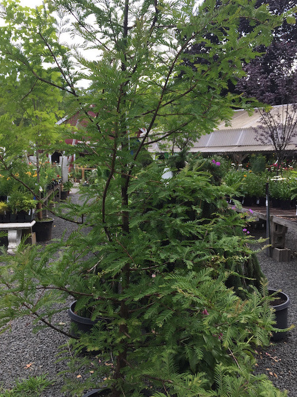 Metasequoia glyptostroboides (Dawn Redwood)