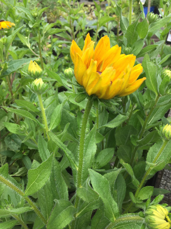 Echibeckia (Cross between Echinacea and Rubeckia)