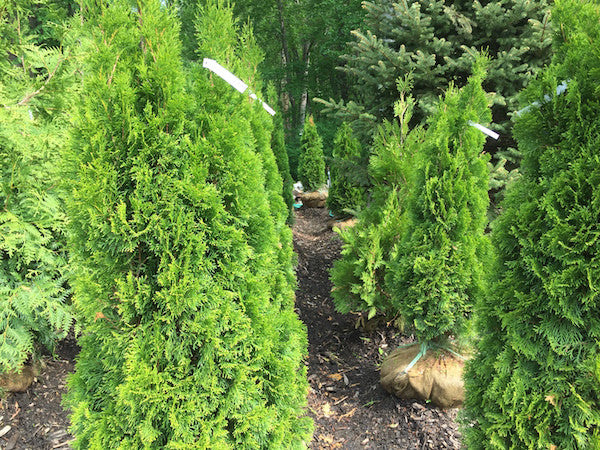 Thuja occidentalis 'Smaragd' (Emerald Green Arborvitate)