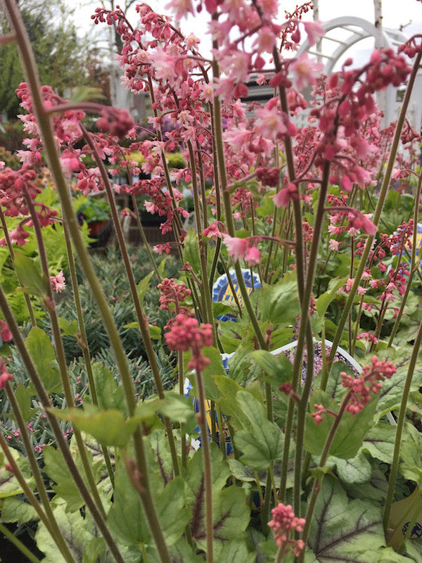 Heucherella x Pink Fizz (Foamy Bells)