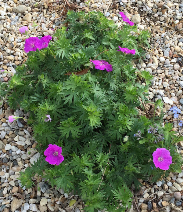 Geranium (Cranesbill)