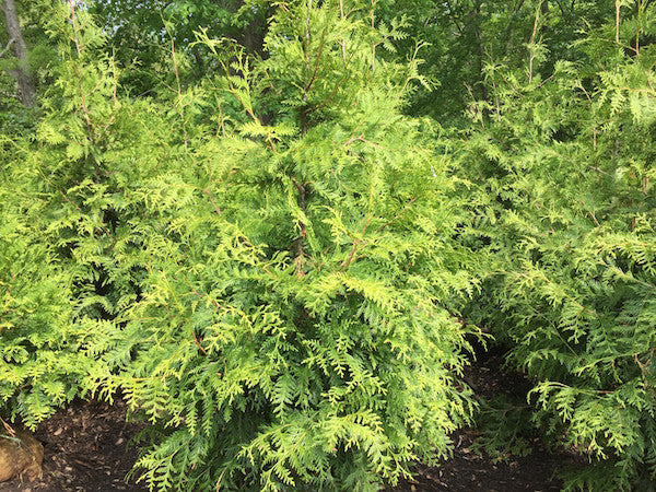 Thuja 'Green Giant' (Arborvitae)