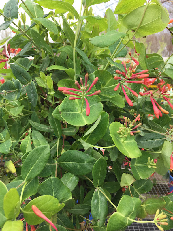 Lonicera (Honeysuckle)