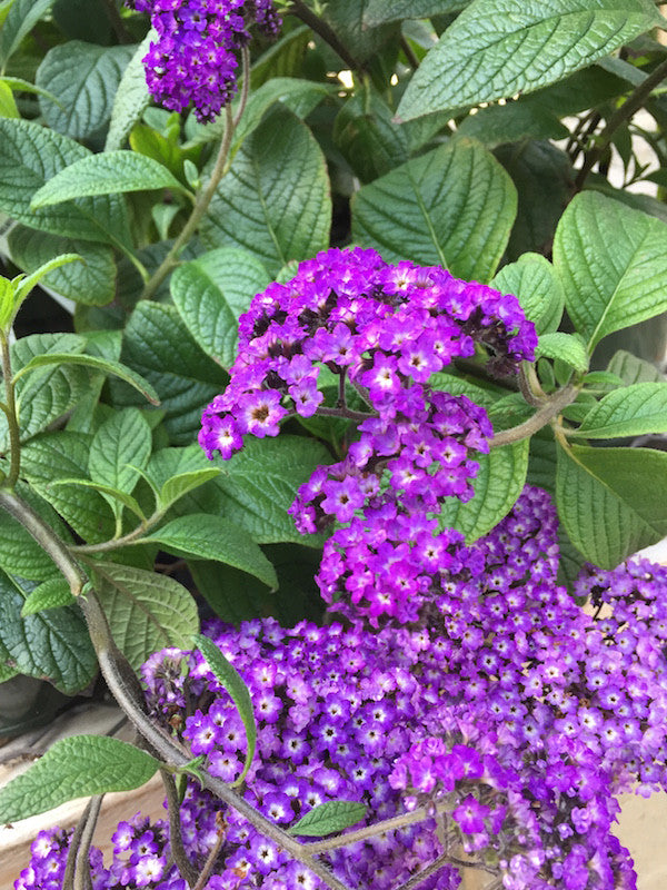 Heliotrope arborescens