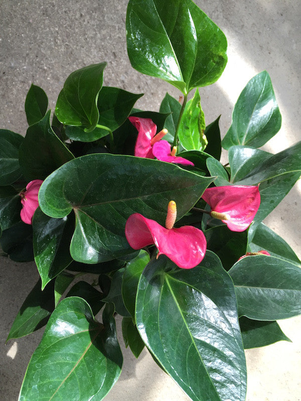 Anthurium