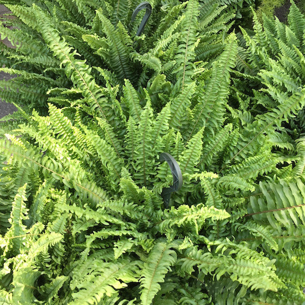 Ferns