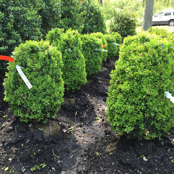 Boxwood (Buxus)