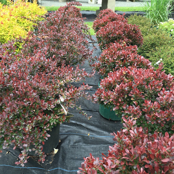 Barberry (Berberis)