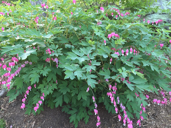 Dicentra spectabilis (Bleeding Heart)