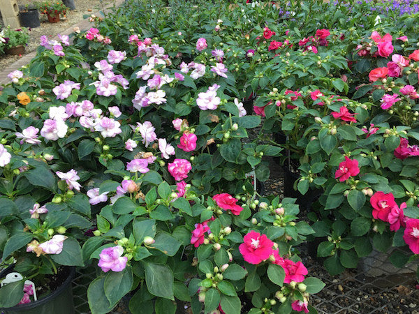 Impatiens