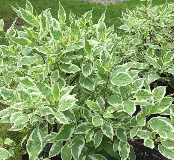 Cornus alba 'Baihalo' (Ivory Halo Dogwood)