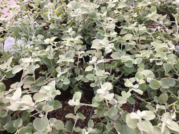 Licorice Plant (Helichrysum)