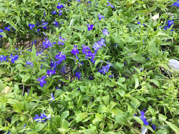 Lobelia