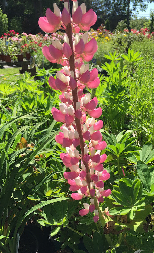 Lupinus (Lupine)