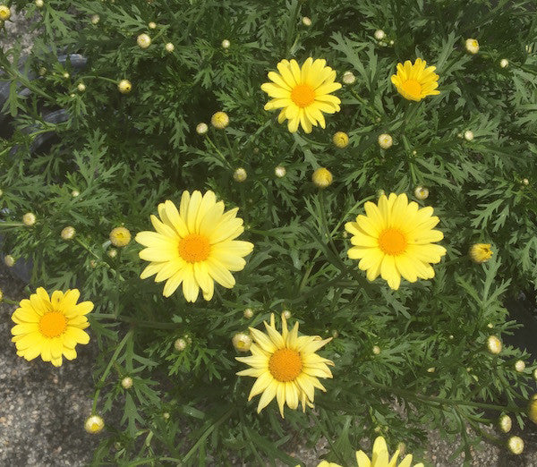 Marguerite Daisy (Argyranthemum frutescens)