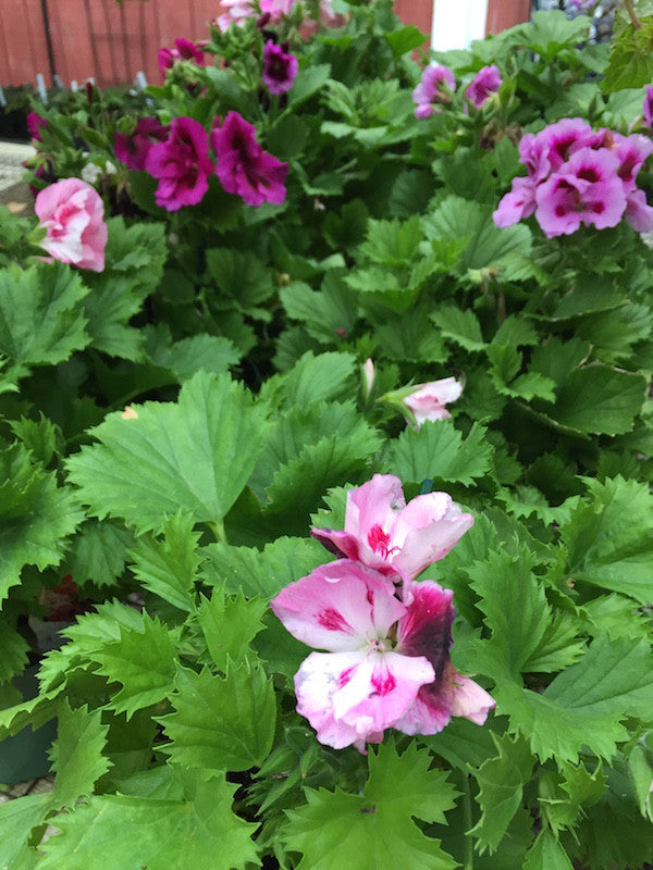 Geranium (Martha Washington)