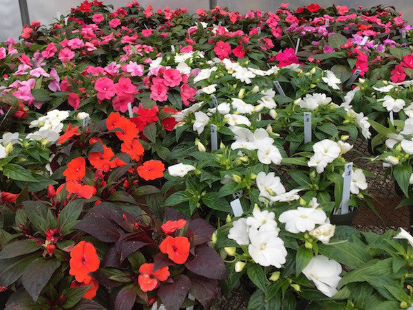 New Guinea Impatiens