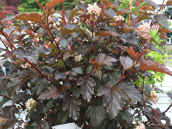 Physocarpus oulifolius (Ninebark)