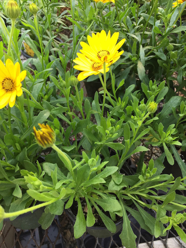 African Daisy (Osteospermum)