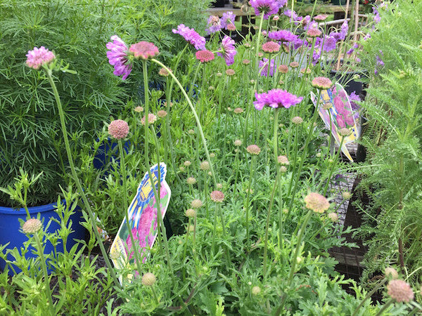 Scabiosa (Pincushion)