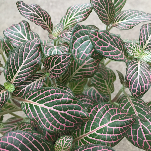 Nerve Plant (Fittonia)