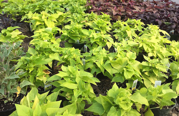 Sweet Potato Vine (Ipomoea batatas)