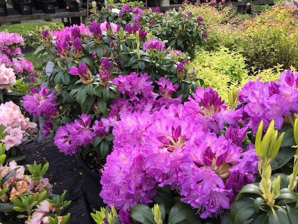 Rhododendron