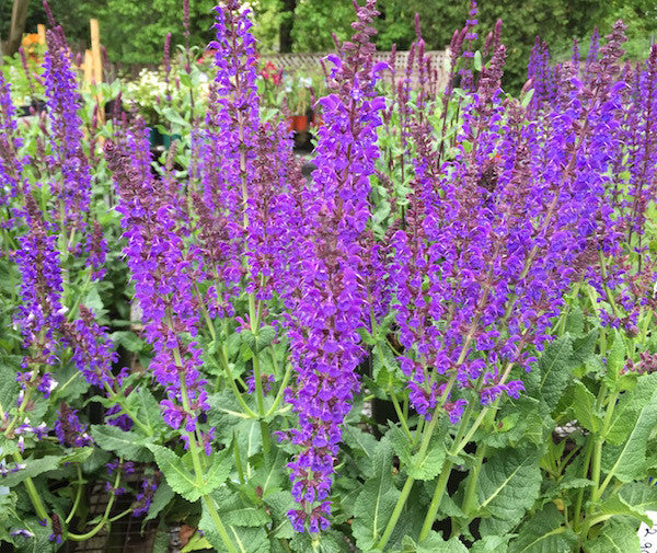 Salvia (Sage)