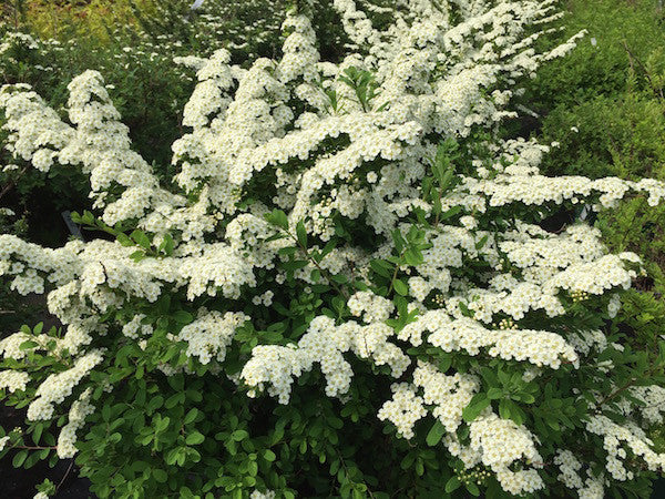 Spirea nipponica 'Snowmound'