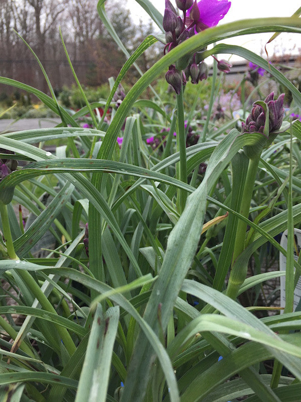 Tradescantia (Spiderwort)