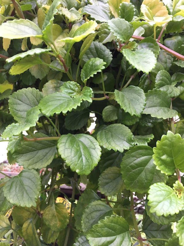 Swedish Ivy (Plectranthus)