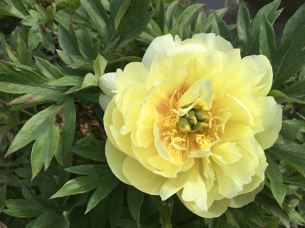 Tree Peony