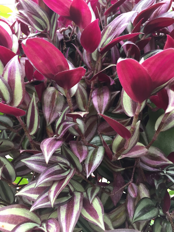 Wandering Jew (Tradescantia albiflora)