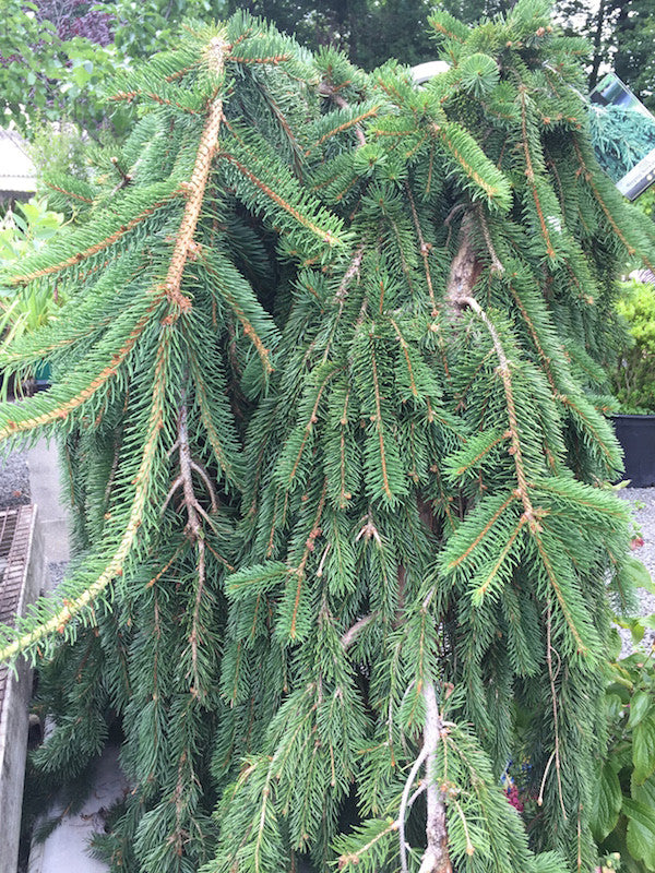 Picea abies 'Pendula' (Weeping Norway Spruce)