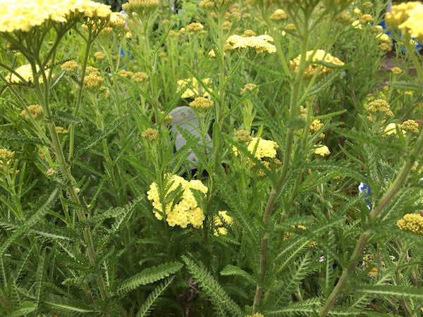 Achillea (Yarrow)